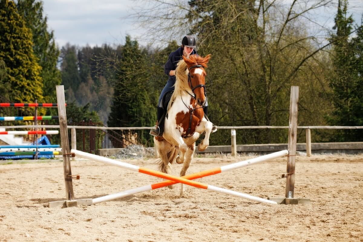 Cheval en saut d'obstacle