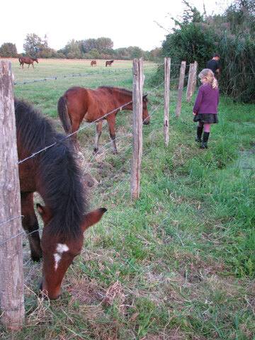 Chevaux au près