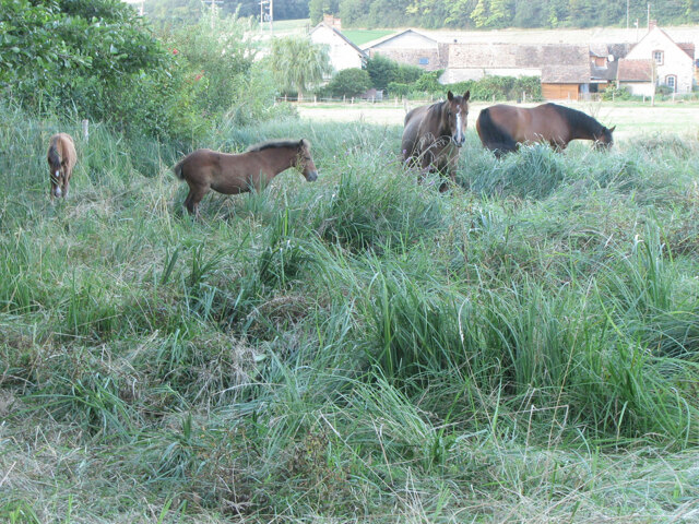 Chevaux au près