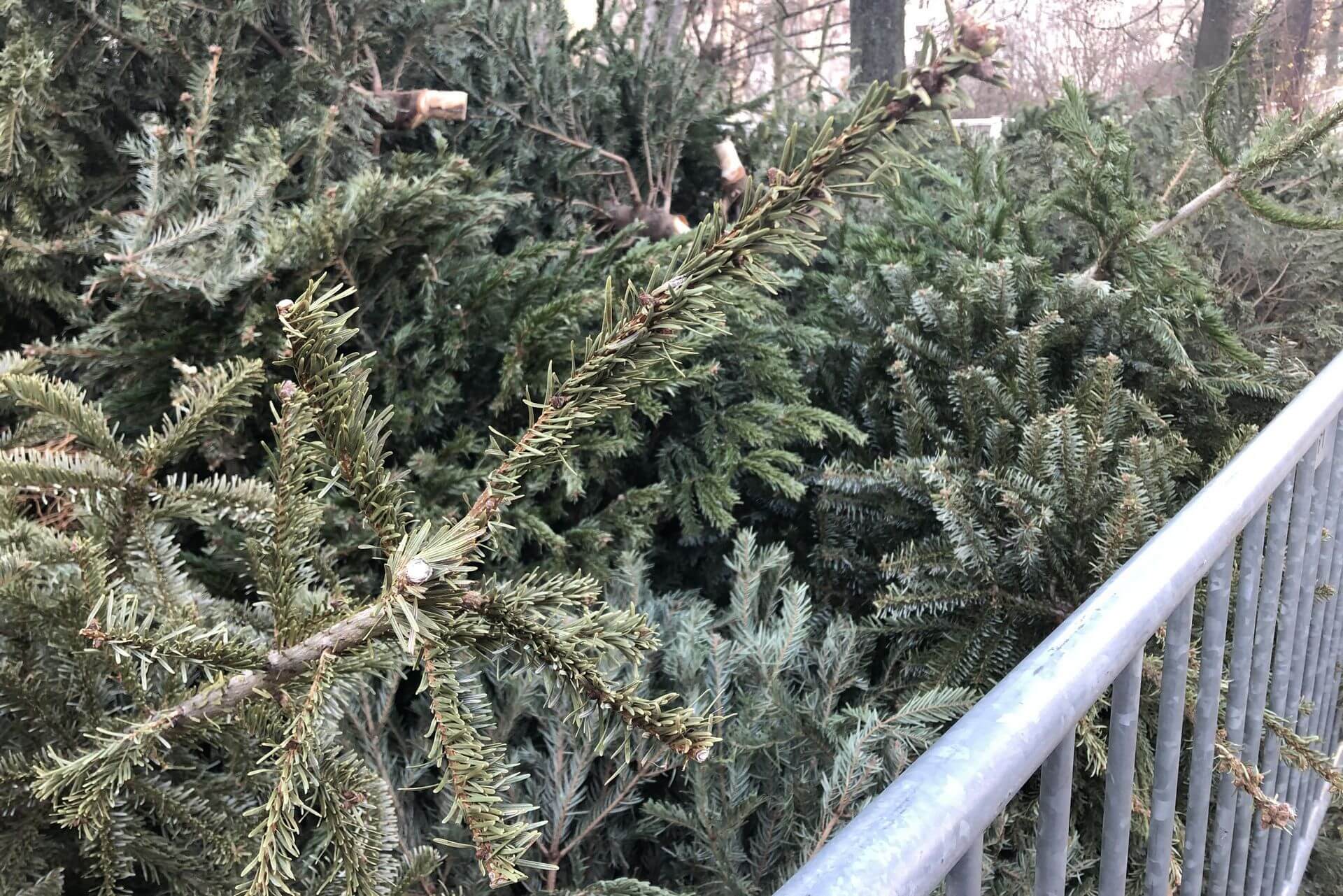 Collecte sapin Noël