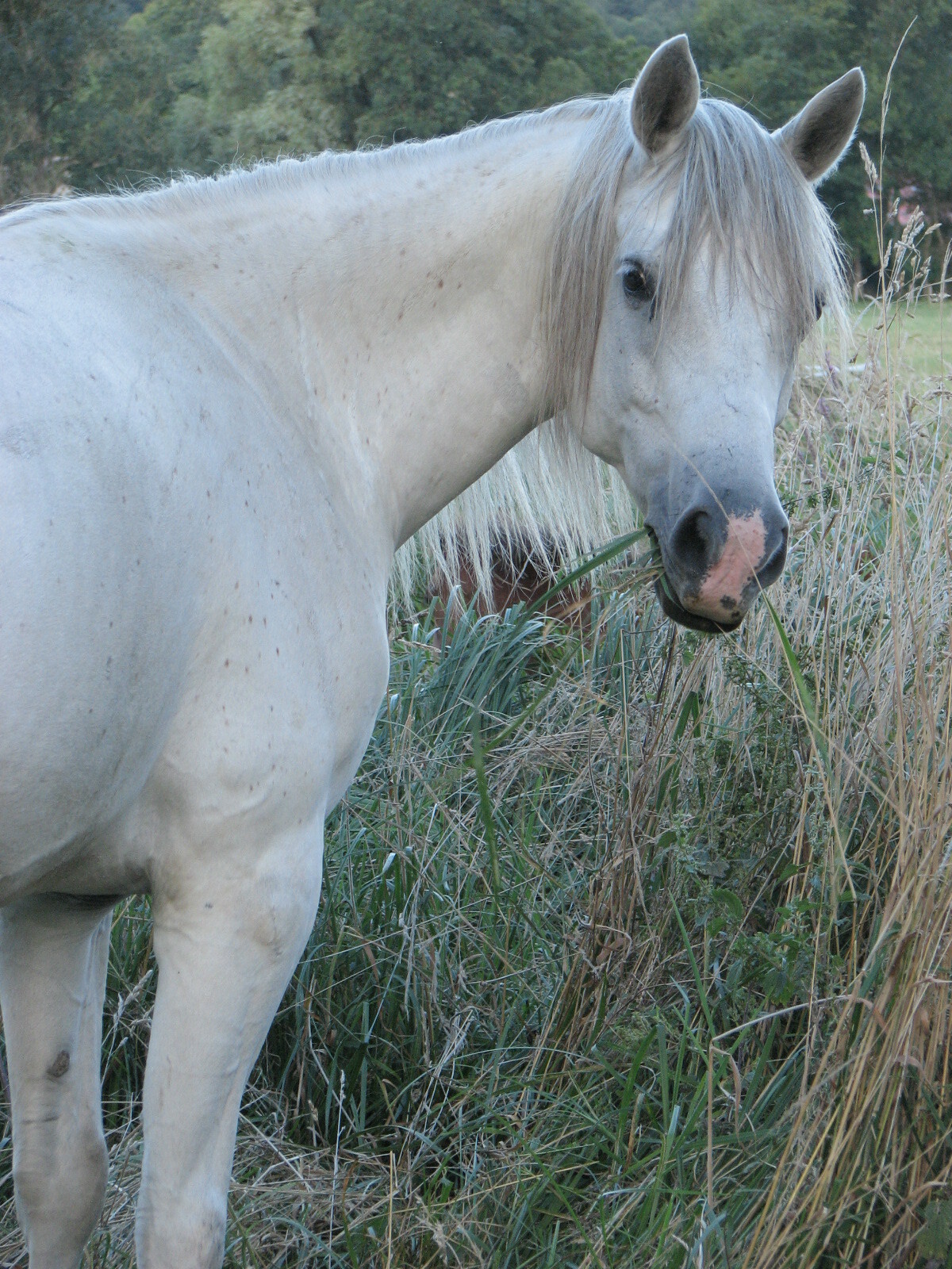 Cheval