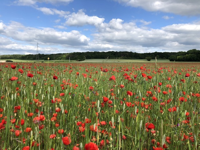 Coquelicots