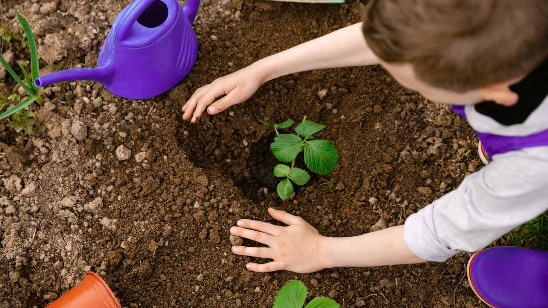 Plantation d'un arbre par un enfant