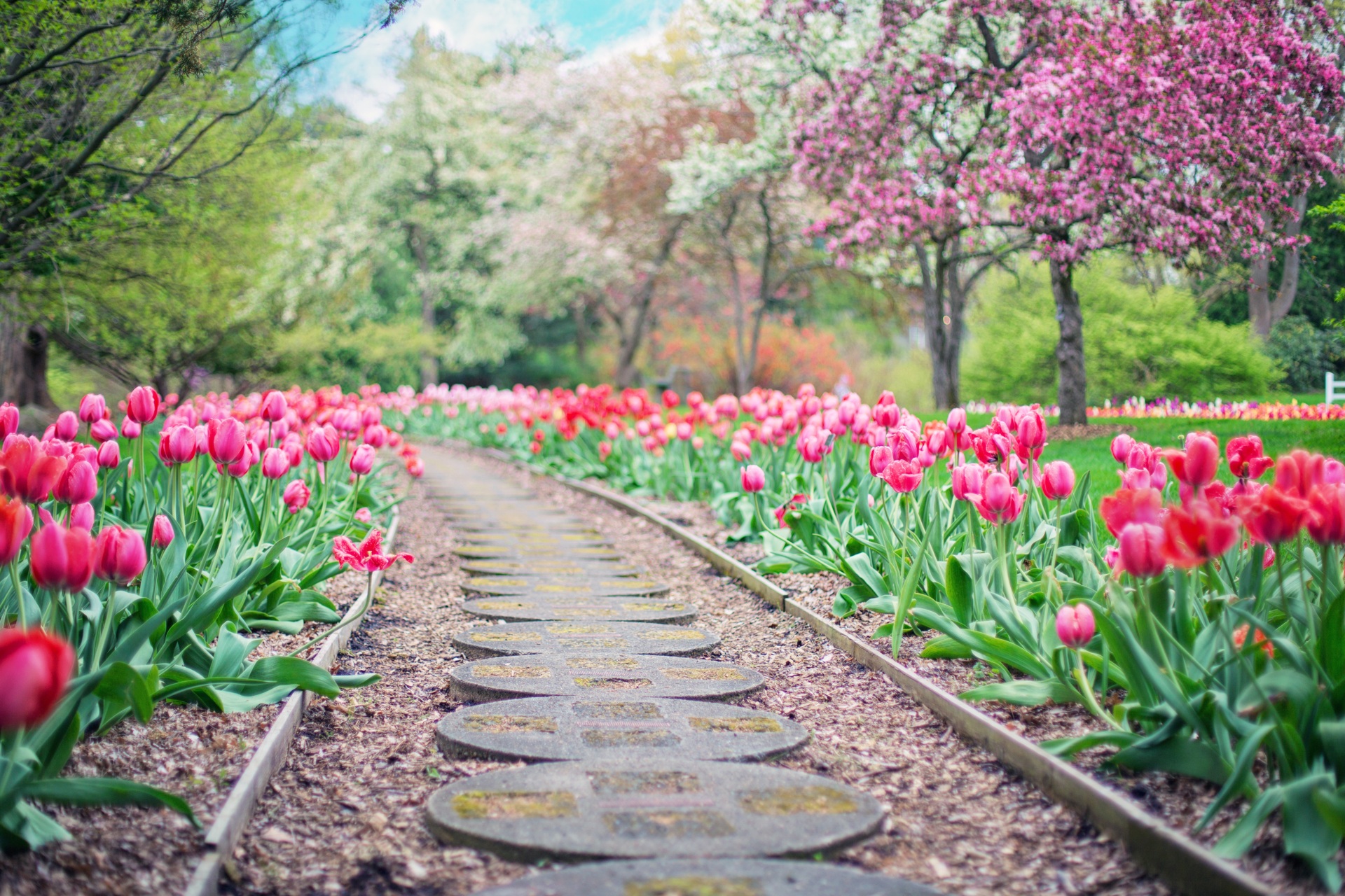 Jardin de tulipes